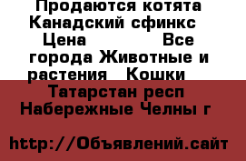 Продаются котята Канадский сфинкс › Цена ­ 15 000 - Все города Животные и растения » Кошки   . Татарстан респ.,Набережные Челны г.